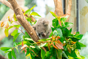 koala sleeping in a tree © Nathan