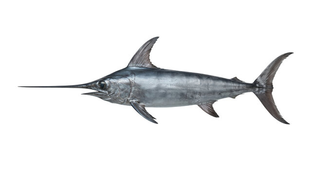 Large predatory marlin fish with a long pointed bill is shown in a side profile view against a solid grey background.