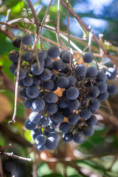A detailed close-up shot of a large bunch of ripe, dark blue grapes hanging directly on a grapevine. The grapes are covered with a natural waxy bloom texture, with bright sunlight and soft shadows fil
