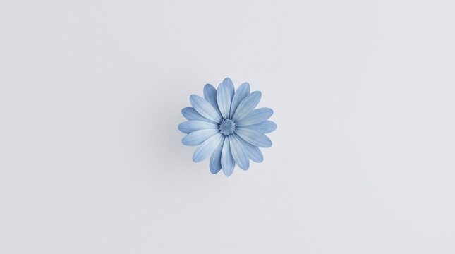 Minimalist light blue daisy flower isolated in center against clean white background with generous copy space