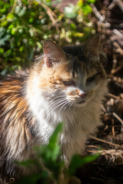 A detailed close-up shot of a long-haired calico cat with a mix of black, orange, and white fur sitting outdoors. Bright morning sunlight highlights the textures of its thick fur coat and long white w