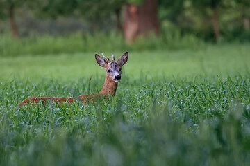 Buck deer in a clearing a portrait © Janusz