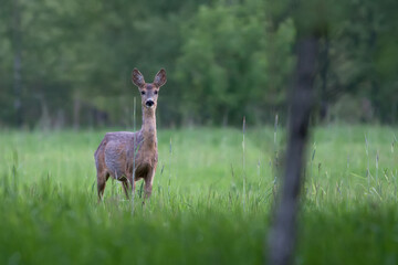 Roe deer in a clearing © Janusz