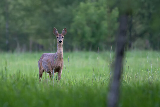 Roe deer in a clearing