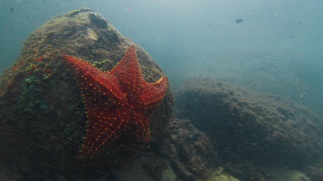 Underwater view of the red starfish on the rock