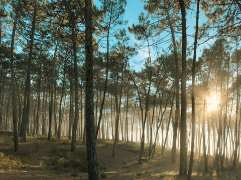 Sun-Drenched Pine Forest Grove in Ovar Portugal