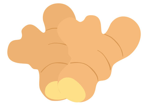 Fresh Ginger Root Kimchi Ingredient Vector Illustration