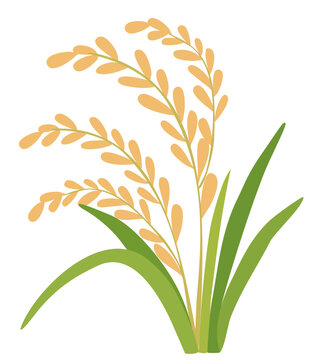 Golden Rice Ears Korean Harvest Vector Illustration