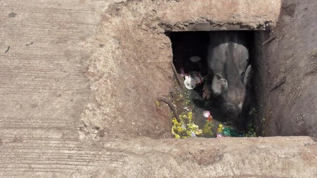 Pig feeding on discarded waste from a roadside drainage channel, highlighting urban waste, sanitation and environmental concerns