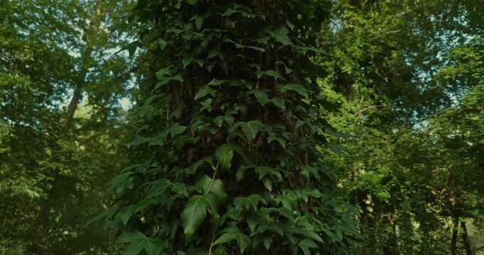 Tree trunk covered in dense ivy vines with five lobed dark green leaves, climbing upward with tendrils gripping bark, visible against a forest background with other trees, diffuse daylight lighting