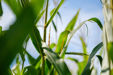 Sunlit cornfield stalks with fresh green leaves and flowering tassels stretching upward toward a serene summer sky in agricultural countryside © Bugra Kaan Ersoy