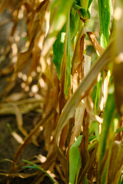 Withered dry corn stalks and golden leaves in an agricultural field showing the impact of seasonal drought before autumn harvest