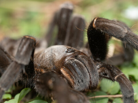 Tarantulas are a group of large and often hairy spiders in Thailand and Southeast-Asia.