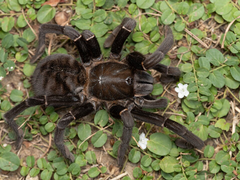 Tarantulas are a group of large and often hairy spiders in Thailand and Southeast-Asia.