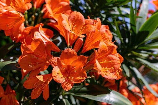 Orange Clivia Flowers in Bloom