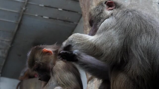 Two hamadryas baboons grooming each other in zoo enclosure
