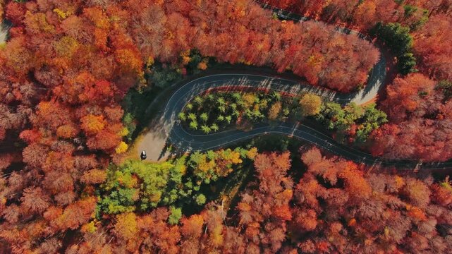 Aerial view of a winding road cutting through the vibrant autumn forest of the Carpathian Mountains in Romania.