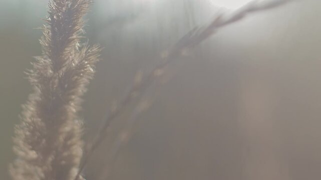 Grass swaying in the wind under sunlight on a warm afternoon