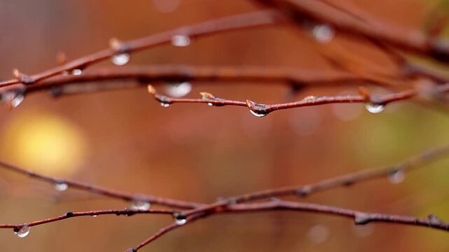 Droplets of rain or dew clinging to slender cocoa tree branches. Small buds and clear water droplets glisten against a soft, colorful winter-autumn background (bokeh).