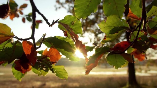 A beautiful view of autumn foliage bathed in warm morning sunlight. Sunlight filters through the gaps in the green, yellow, and brown leaves, creating a warm and soothing lens flare effect.