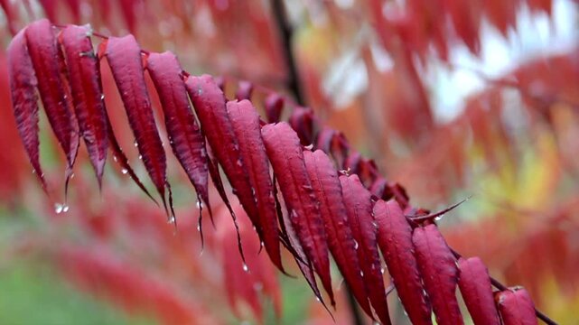 A close-up shot of a sumac branch with deep maroon autumn leaves. Raindrops hang beautifully from the tip of each leaf, while the blurred background (bokeh) reveals warm, serene autumn tones.