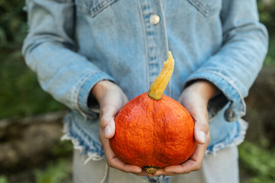 Young female farmer holding organic pumpkins with hands inside vegetable garden - Woman working outdoor during fall season - Autumn lifestyle concept - Main focus on fruit vegetables - UGC content