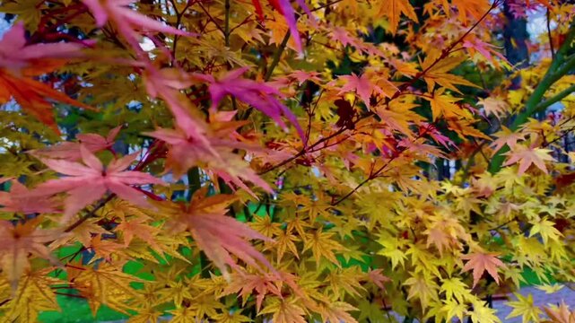The beauty of maple foliage in autumn, featuring captivating colors. Vibrant reds, oranges, pale hues, and golden yellows adorn the tree branches in a close-up view.