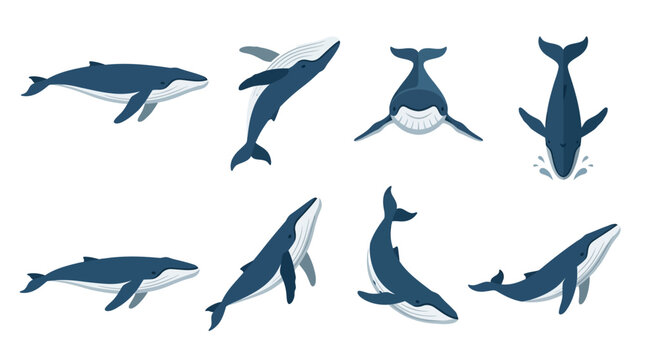 Set of flat vector illustrations of humpback whales in various swimming positions.