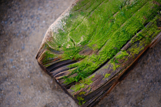 Vibrant green seaweed covering weathered drift log on sandy beach, natural marine algae texture on old rustic timber beam in coastal environment