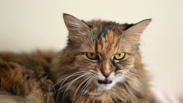 Beautiful fluffy cat meowing attentively ahead, expressive feline portrait