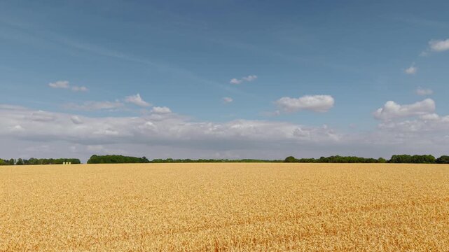 Blue sky wheat field stretching across horizon. Golden grain crop with fluffy clouds over fertile agricultural land and countryside. Harvest landscape for farming agribusiness cereal production