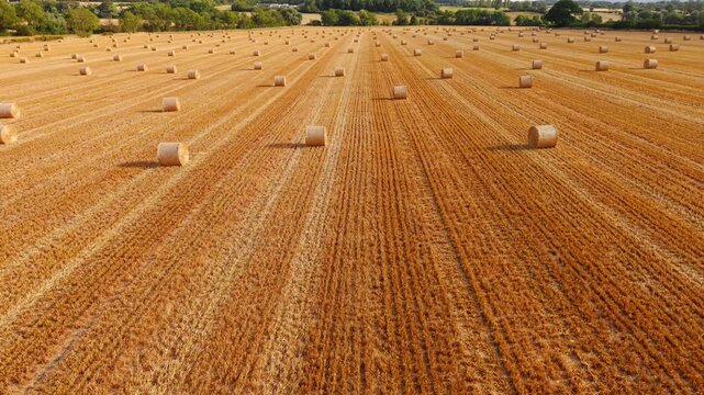 Hay bales harvested farmland with repeating straw rows. Expansive agricultural fields bordered by woodland beneath bright summer clouds and distant rural horizon. Drone panorama, forage production