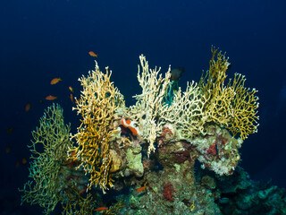 Net Fire Coral (Millepora dichotoma) Taking in Red Sea, Egypt. © lilithlita