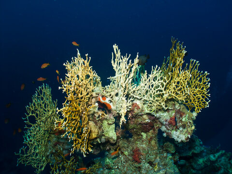 Net Fire Coral (Millepora dichotoma) Taking in Red Sea, Egypt.
