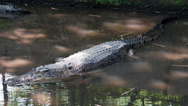 A large saltwater crocodile (Crocodylus porosus) rests partially submerged in shallow, dark water. The high-angle view highlights its rough, heavily armored scaly skin and distinct ridges along its lo