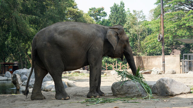 Sumatran elephant (Elephas maximus sumatranus) standing on sandy ground in a wildlife park or conservation center.