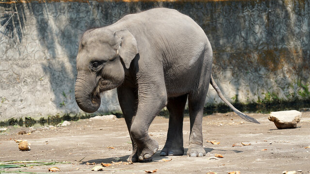 Sumatran elephant (Elephas maximus sumatranus) standing on sandy ground in a wildlife park or conservation center.