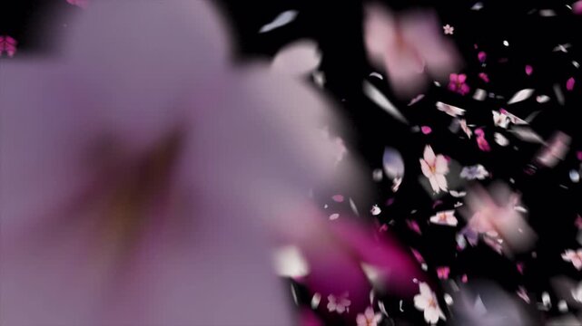 Abstract background featuring falling pink cherry blossom petals on a dark black screen.
