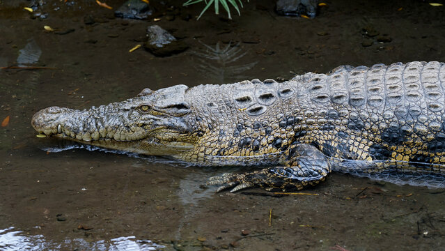 Close-up of a large saltwater crocodile (Crocodylus porosus) resting in shallow mud and water. Detailed view of its heavily textured scutes, sharp eye, and scales. Reptile predator in its natural habi