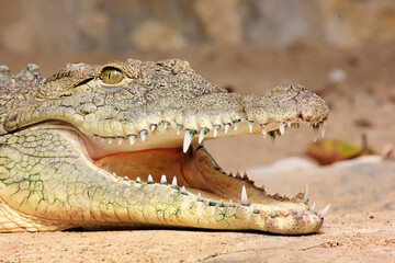 Fototapeta premium Nile crocodile (Crocodylus niloticus). Close-up portrait of a powerful Nile crocodile showing sharp teeth, armored scales, and intense eyes.