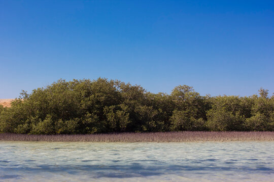Mangrove Bay in Ras Mohamed National Park, Egypt.