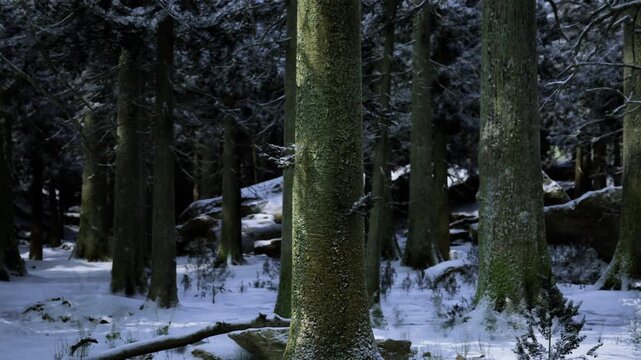 Single sunbeam cutting through dark forest and illuminating snow patches and small shrubs, dramatic contrast, hopeful brightness in cold woodland scene.