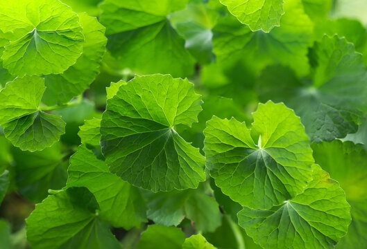 Centella asiatica or Gotu kola green leaves on natural background.
