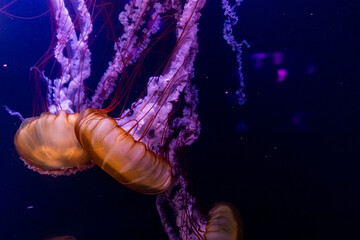 Elegant jellyfish swimming in a deep blue underwater environment © anyatachka95