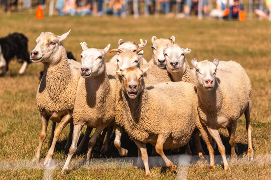 Small Flock of Sheep Being Herded at Agricultural Fair