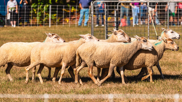 Small Flock of Sheep Being Herded at Agricultural Fair