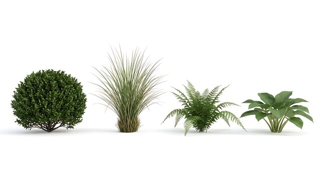 Collection of Four Miniature Landscape Plants Isolated on White
