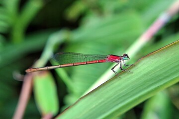 Slender Red Damselfly Perched Profile View on Green Grass Blade Edge with Soft Blurred Meadow Background for Nature Photography © Bisma