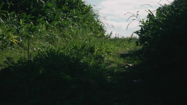 Sky Seen from a Low Angle in the Shade of a Roadside Cutting