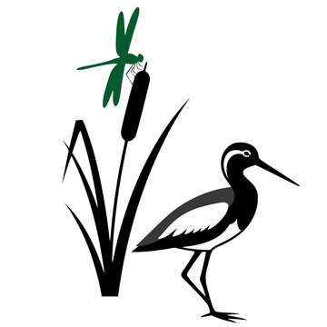 Reeds, cattails, a dragonfly on them, and a sandpiper.